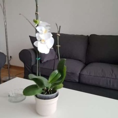 Cozy Neuss Apartment With Modern Amenities - Bild 10