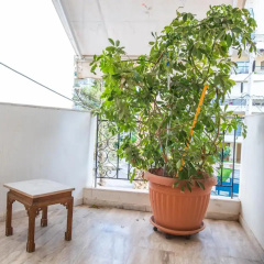 Sunny Apartment - Bild 6