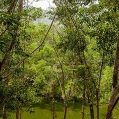 No.36 Phuket - Bild 14
