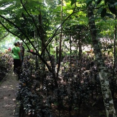 Bali Eco Resort - Bild 12