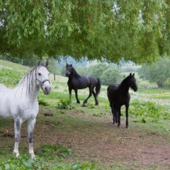 Gut Dankerode - Bild 9