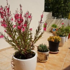 Maria Apts thumbnail 2