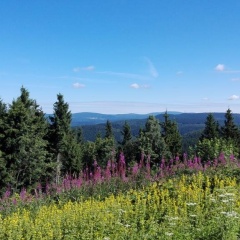 Ferienhotel Waldfrieden - Bild 1