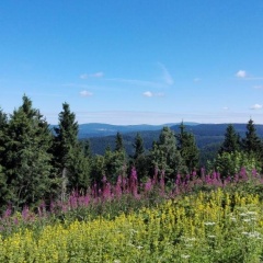 Waldschlösschen - Bild 10