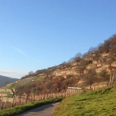 Hotel Gasthof Schuster - Bild 11