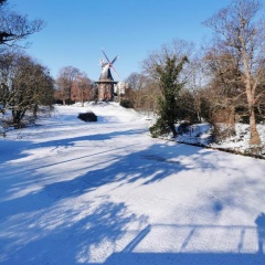 Birke - Bild 3
