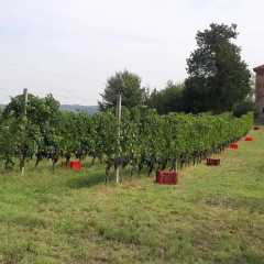 Marchesi Incisa La Corte Chiusa Agriturismo thumbnail 11