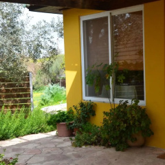 The OLive Tree thumbnail 12