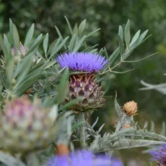 Terra Mista Alojamento Local thumbnail 5