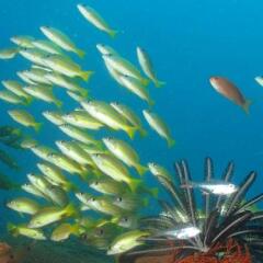 Atauro Dive Resort in Beloi, East Timor from 211$, photos, reviews - zenhotels.com outdoors photo 3