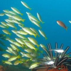 Atauro Dive Resort in Beloi, East Timor from 207$, photos, reviews - zenhotels.com outdoors photo 3