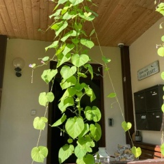 Deli 106 - Bild 12