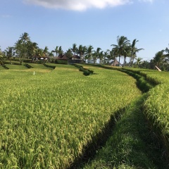 El Homestay Bali - Bild 6