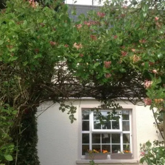 Culmore Cottage B&B photo 2