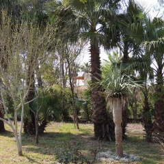 Villa Es Canya - Bild 15