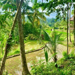 Masakali Retreat - Bild 12