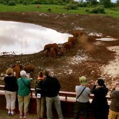 The Ark Lodge in Aberdare National Park, Kenya from 272$, photos, reviews - zenhotels.com photo 8