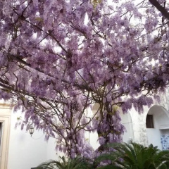 Terrazzo dei Sogni B&B thumbnail 1