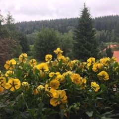 Pension Raststüb'l - Bild 9