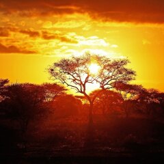 Africa Safari Serengeti Ikoma in Serengeti National Park, Tanzania from 230$, photos, reviews - zenhotels.com photo 36