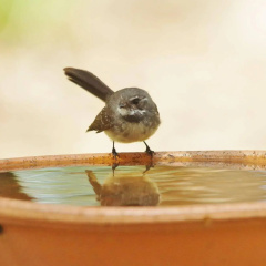 Yelverton Brook Eco Spa Retreat & Conservation Sanctuary thumbnail 18
