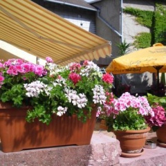 Gasthaus Forelle - Bild 11
