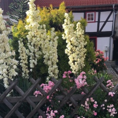 Gesindehaus Börnecke - Bild 13