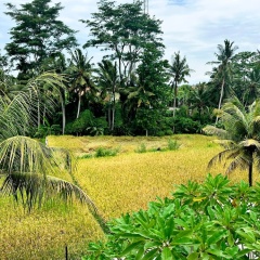 Vista Villa Ubud - Bild 15