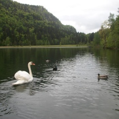 Haus Alpenrose - Bild 9