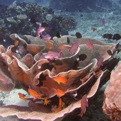 Taveuni Dive Resort thumbnail 7