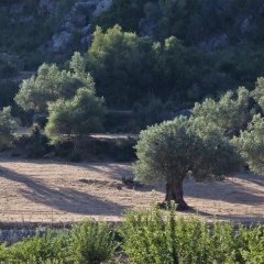 Hermitage Hotel & Spa Mallorca - Bild 21