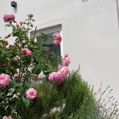 MIA Lifestyle Appartements - Bild 1