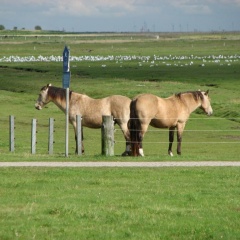 Seevilla Wietjes Whg 5 - Bild 9