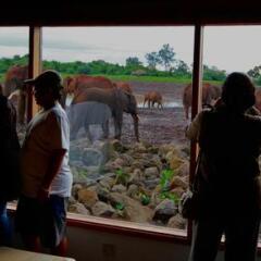 The Ark Lodge in Aberdare National Park, Kenya from 272$, photos, reviews - zenhotels.com photo 11