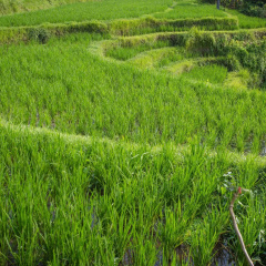 Villa Annapurna River View thumbnail 15