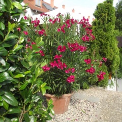 Feworeinhard - Bild 9