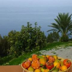 Terramare thumbnail 7