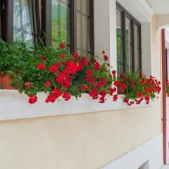 Pension Noblesse in Baile Herculane, Romania from 124$, photos, reviews - zenhotels.com photo 21