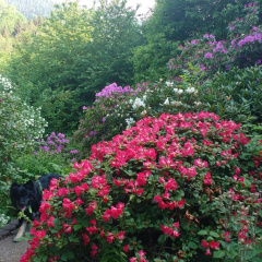 Ferienwohnung Rhododendron - Natur pur Kinderparadies - Bild 12