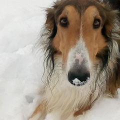 Swiss Borzoi House thumbnail 20