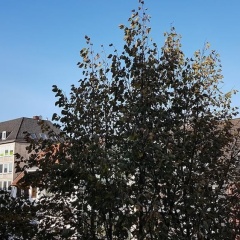 Ferienwohnung Domshof - Bild 1