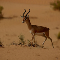 Telal Resort, Al Ain thumbnail 44
