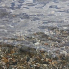 Seerose - Bild 8