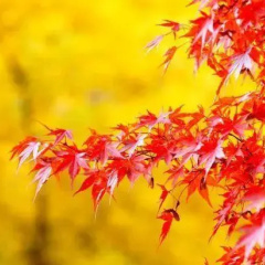 Hakone Reinanso thumbnail 18