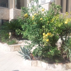 Marom Residence Romema thumbnail 10