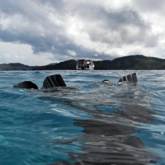 Taveuni Dive Resort thumbnail 16
