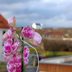 Gasthof Gruner Baum - Bild 13