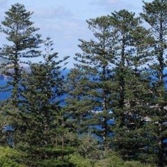 Kentia Holiday Apartments in Burnt Pine, Norfolk Island from 130$, photos, reviews - zenhotels.com photo 31
