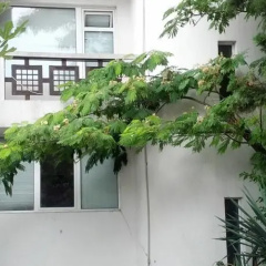 Guest House Lichevi thumbnail 1