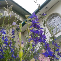 Qantara Hotel Nuwaraeliya thumbnail 1